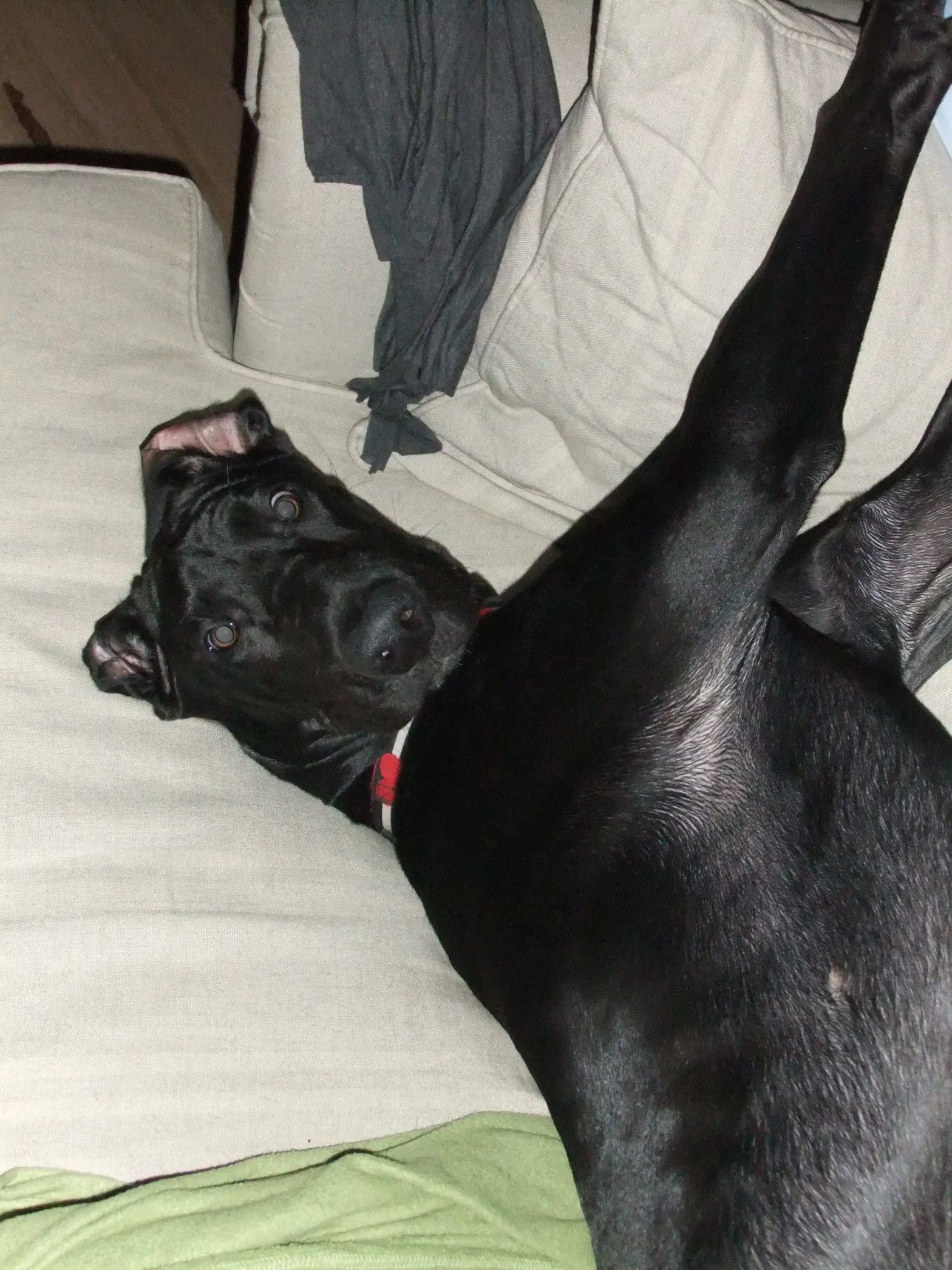 Puppygate 2012